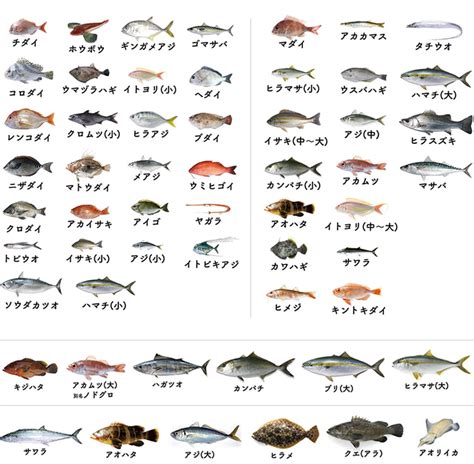 魚種類